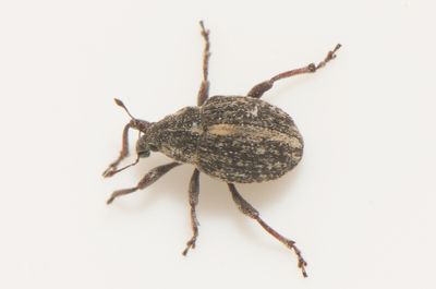 Rhinoncus inconspectus ( Vattenpilörtsnäsvivel ) 3,2 mm