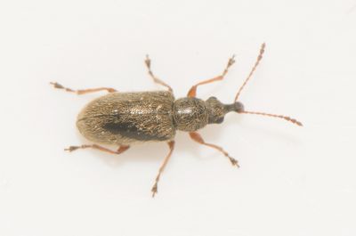 Cimberis attelaboides ( Smal tallknoppsvivel )