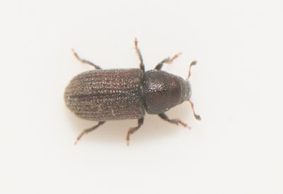 Hylurgops palliatus ( Blek bastborre )