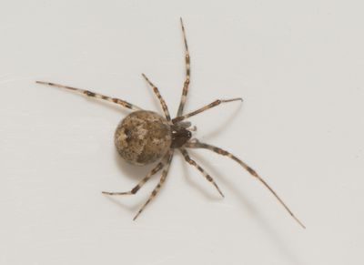 Gettern Halland 6.10-24 adult female