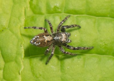 Dendryphantes hastatus ( Spjuthoppspindel )