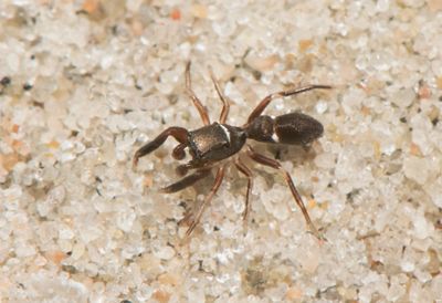 Synageles hilarulus ( Torvmyrespindel )
