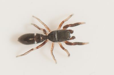 Synageles hilarulus ( Torvmyrespindel )