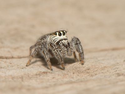 Macaroeris nidicolens