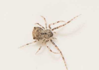 Ero aphana