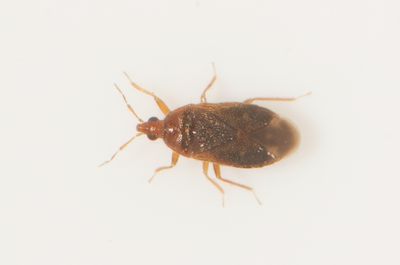 Cardiastethus fasciiventris