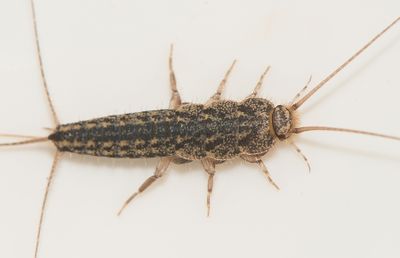 Ctenolepisma lineata ( Linjerad silverfisk )
