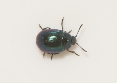 Phaedon concinnus ( Sältingsbagge )