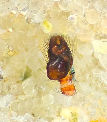 Dendryphantes hastatus ( Spjuthoppspindel )