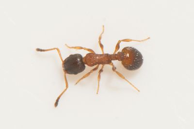 Temnothorax tuberum ( Mörkhuvad smalmyra )