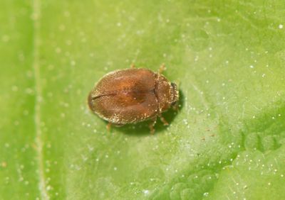 Scymnus abietis ( Brun dvärgpiga )