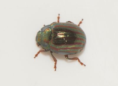 Chrysolina americana ( Rosmarinbagge )