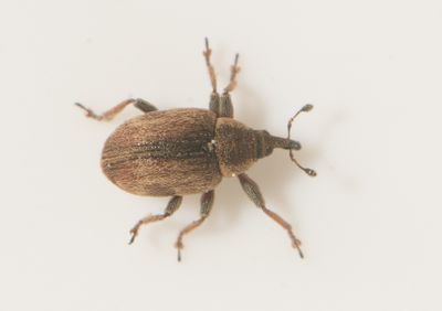 Gymnetron villosulum ( Vattenveronikavivel )