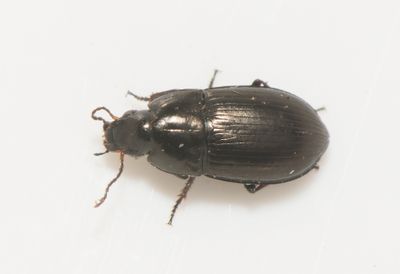 Amara curta ( Stenkornlöpare ) 6 mm
