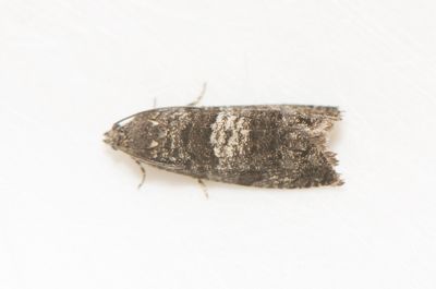 Pammene obscurana ( Mrk bjrksolvecklare )
