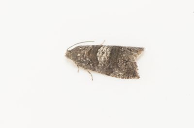 Pammene obscurana ( Mörk björksolvecklare )