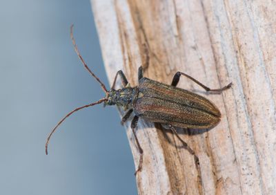 Oxymirus cursor ( Randig skulderbock )