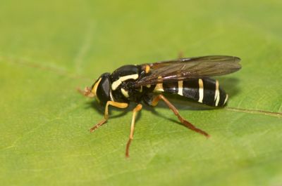 Xanthogramma citrofasciatum ( Smalkilblomfluga )