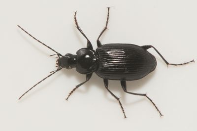 Agonum hypocrita ( Fattigkrrlpare )
