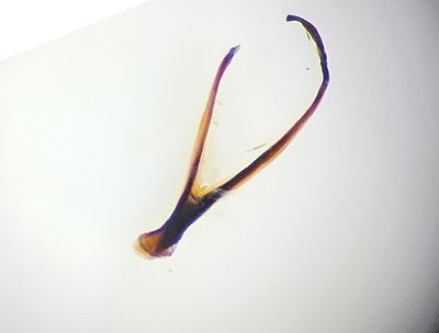 Agonum hypocrita ( Fattigkärrlöpare )