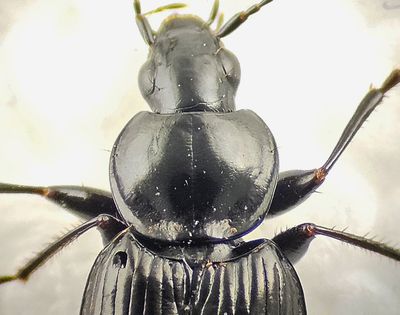 Agonum halssköld