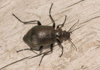 Calosoma inquisitor ( Mindre larvmördare )