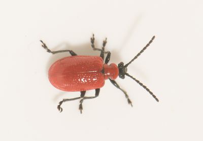 Lilioceris lilii ( Liljebagge )