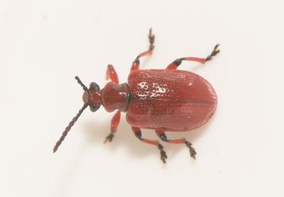 Lilioceris merdigera ( Lökbagge )
