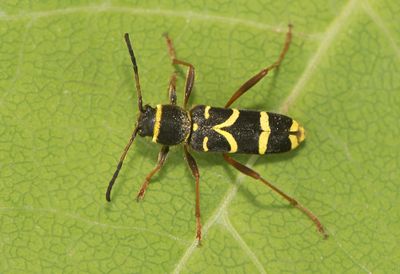 Clytus arietis ( Lövgetingbock )