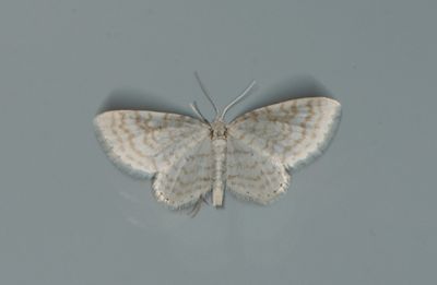 Asthena albulata ( Snövit hasselmätare )