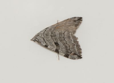 Aplocera plagiata ( Mellantaggmätare )