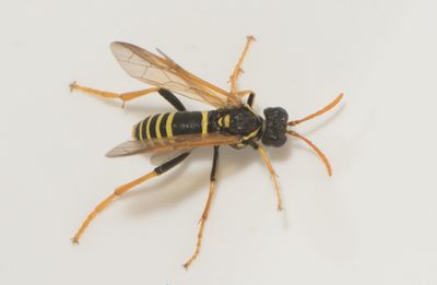 Tenthredo scrophulariae