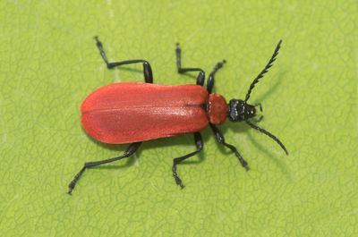 Pyrochroa coccinea ( Stor kardinalbagge )
