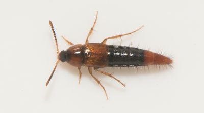 Bolitobius castaneus