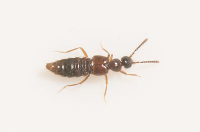 Cordalia obscura