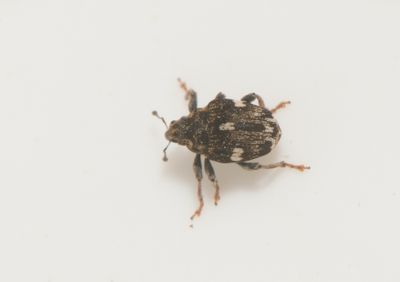 Mogulones asperifoliarum ( Vallrtsvivel )