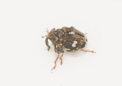 Mogulones asperifoliarum ( Vallörtsvivel )