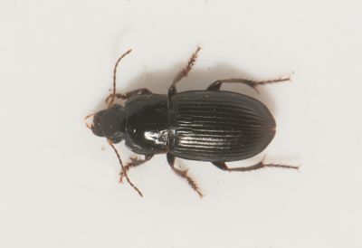 Harpalus subcylindricus ( Alvarfrölöpare ) 7,5-8 mm