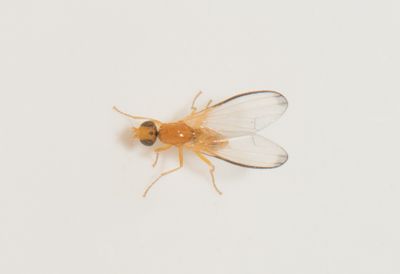 Temnosira saltuum