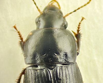 Harpalus halssköld