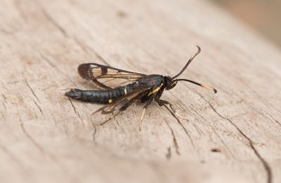 Synanthedon spheciformis ( Rovstekelglasvinge )