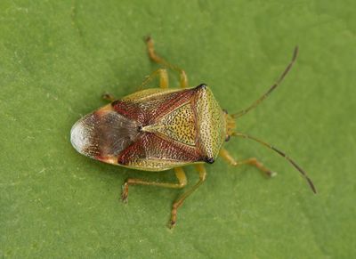 Elasmostethus brevis ( Jolsterbärfis )