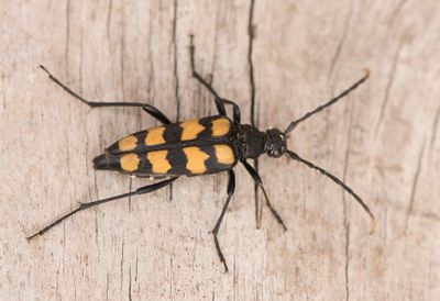 Leptura quadrifasciata ( Fyrbandad blombock )