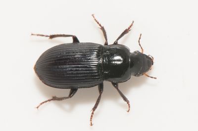 Harpalus rufipalpis ( Hedfrölöpare ) 10 mm