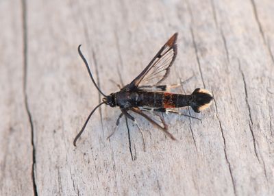Synanthedon formicaeformis ( Myrlik glasvinge )