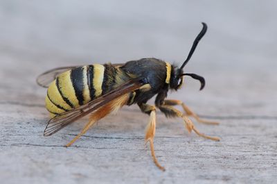 Sesia bembeciformis ( Blgetingsglasvinge )