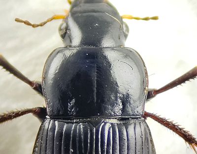 Harpalus halsskld