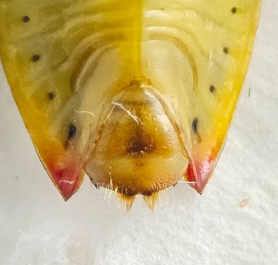 Elasmostethus brevis ( Jolsterbrfis )
