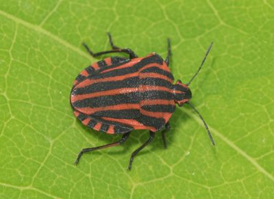 Graphosoma lineatum ( Strimlus )