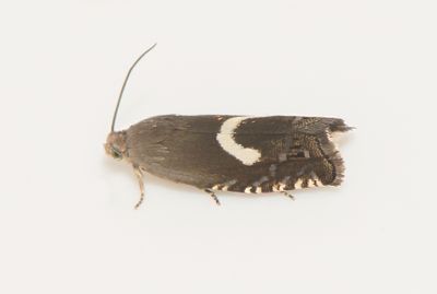 Grapholita orobana ( Vickervecklare )